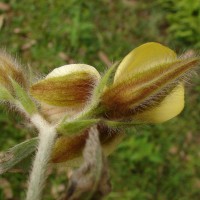 Crotalaria calycina Schrank